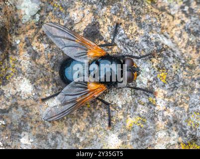 Dorsale Ansicht der Mittag oder Mittag fliegen Mesembrina meridiana ruht auf Rock im Grange Hoe Steinbruch Reserve in Derbyshire UK Stockfoto