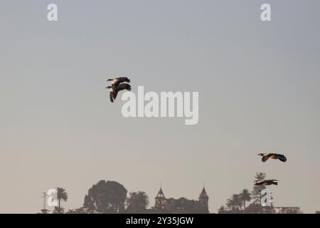 Zwei Paare ägyptischer Gänse im Flug über den Fluss Douro, nördlich von Portugal. Frühes Auftauchen. Stockfoto