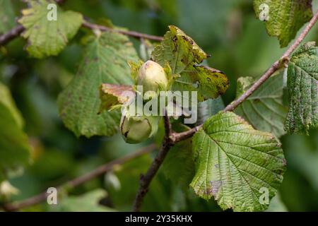 Junge Haselnüsse (filbert, Kobnuss) wachsen auf dem Baum. Grüne Haselnuss von Bio-Nussfarmen. Haselnüsse oder Kokosnüsse mit Blättern im Garten. Der Conce Stockfoto