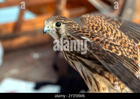 Eine Nahaufnahme eines niedlichen Falkenfalkenvogels Stockfoto