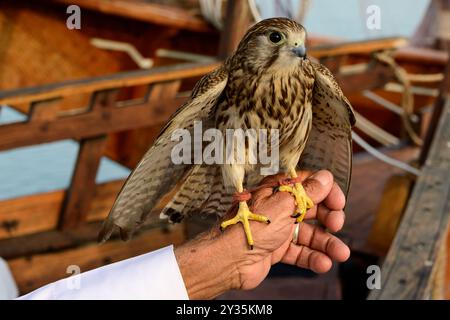 Eine Nahaufnahme eines niedlichen Falkenfalkenvogels Stockfoto