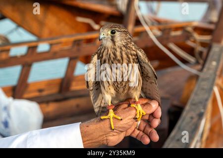 Eine Nahaufnahme eines niedlichen Falkenfalkenvogels Stockfoto