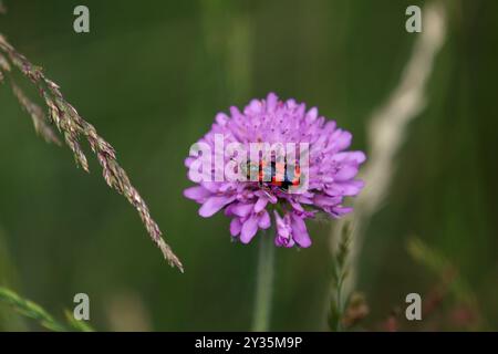 Roter und schwarzer Käfer - Trichodes apiarius Stockfoto