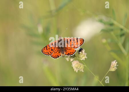 Gefleckter Fritillary- oder Rotband-Fritillary-Schmetterling männlich - Melitaea didyma Stockfoto