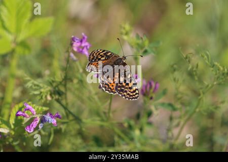 Gefleckter Fritillary oder Rotband Fritillary Schmetterling Weibchen - Melitaea didyma Stockfoto