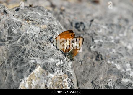 Pearly Heath Butterfly Paarungspaar - Coenonympha arcania Stockfoto