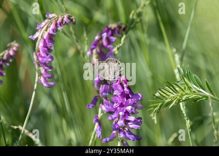 Langs Kurzschwanzblau oder gemeines Zebrablau - Leptotes pirithous Stockfoto