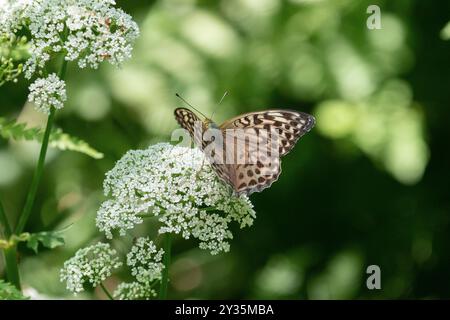 Silbern gewaschene Fritillär-weibliche Valesina-Form - Argynnis paphia Stockfoto