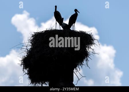 Weißstörche mit unreifem Nest auf Schornstein, Viscri, Rumänien Stockfoto