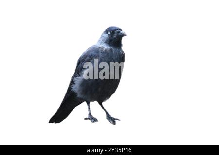 Die westliche Jackdaw (Coloeus monedula), auch bekannt als eurasische Jackdaw, europäische Jackdaw oder einfach Jackdaw, ist ein Passanten der Krähenfamilie Stockfoto