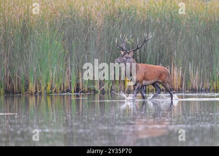 Rotwild (Cervus elaphus) Hirsch überquert Teich im Nebel entlang Schilfbeet / Schilf im Sumpfgebiet während der Furche im Herbst / Herbst Stockfoto