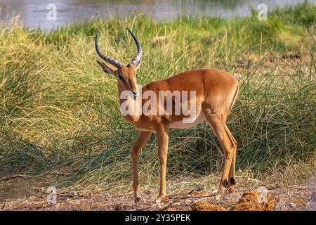 Nahaufnahme Porträt einer männlichen Impalaantilope, Safari und Pirschfahrt in Namibia, Afrika Stockfoto