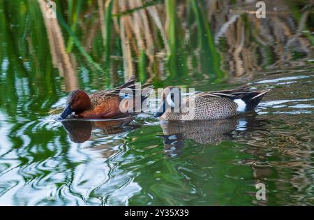 Eine Blue-Wing-Teal- und eine Cinnamon-Teal-Ente, beide versuchen sich in einem üppigen Wetland-Teich in Colorado auf der Suche. Stockfoto