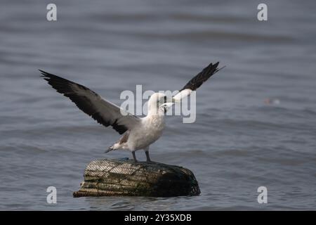 Masked Booby (Sula dactylatra), auch maskierter Tölpel oder blaugesichter Bölpel genannt, ein großer Seevögel, der an der Küste Mumbais in Maharashtra, Indien, beobachtet wird Stockfoto