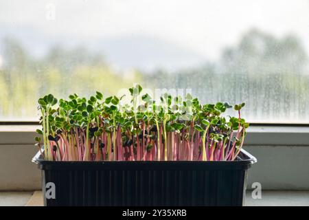 Der rote Pfeil, der aus Rettichsamen sprießt Stockfoto