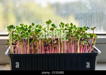 Der rote Pfeil, der aus Rettichsamen sprießt Stockfoto