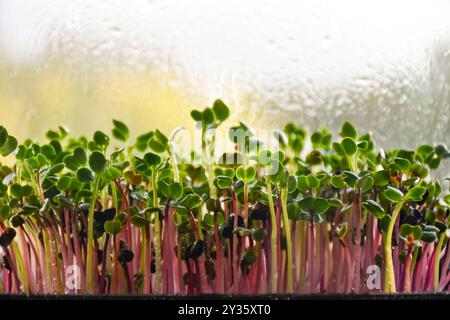 Der rote Pfeil, der aus Rettichsamen sprießt Stockfoto
