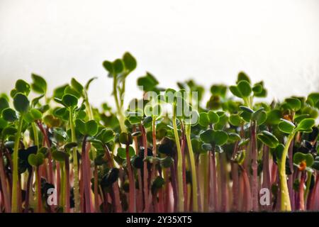 Der rote Pfeil, der aus Rettichsamen sprießt Stockfoto