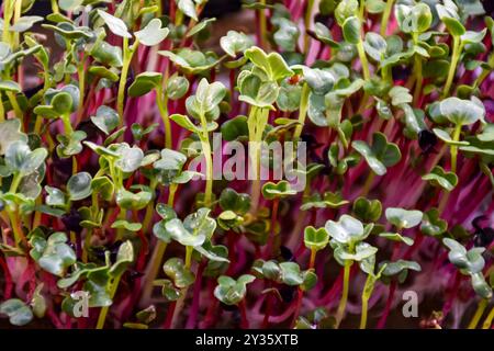 Der rote Pfeil, der aus Rettichsamen sprießt Stockfoto