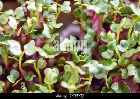 Der rote Pfeil, der aus Rettichsamen sprießt Stockfoto