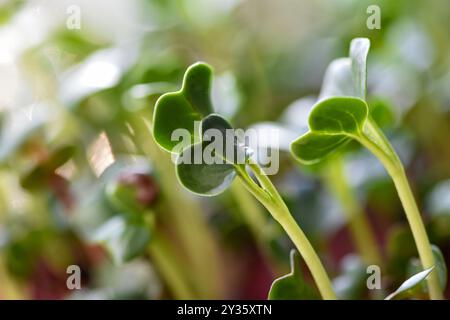 Der rote Pfeil, der aus Rettichsamen sprießt Stockfoto