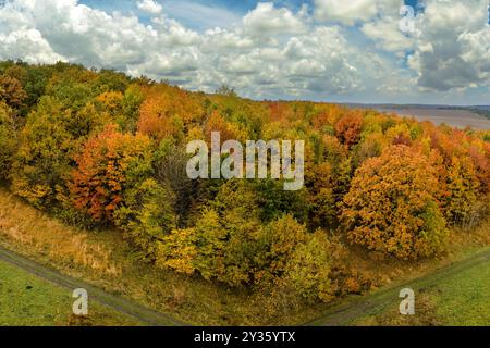 Wald mit Feldweg-Geländewagen und bunten Baumkronen in Herbstwäldern an sonnigen Tagen. Landschaft herbstlicher wilder Natur Stockfoto