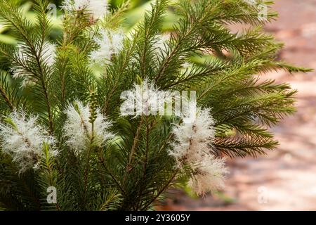 Melaleuca alternifolia, Teebaum, blüht Baumzweige auf natürlichem Hintergrund Stockfoto