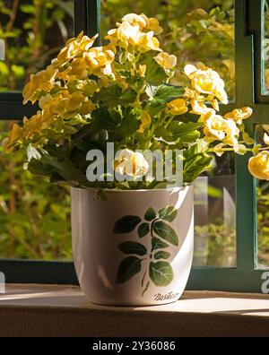 Gelbe Begonien Pflanzen Blumen am Fenster Stockfoto