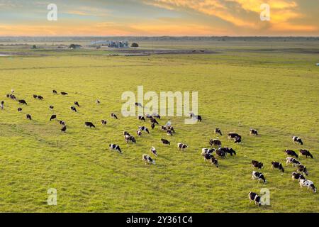 Milchkühe, die auf Grasweiden auf Industriehöfen weiden. Herstellung ökologischer Milchprodukte. Fütterung von Rindern auf landwirtschaftlichem Grünland. Stockfoto