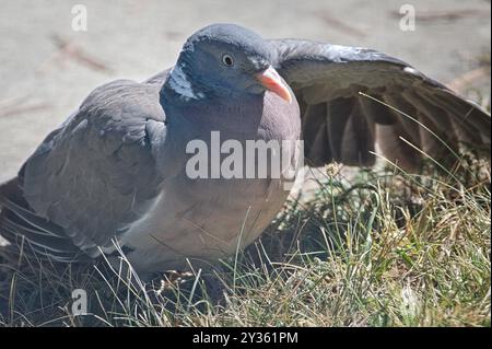 Columba palumbus alias Common Wood Pigeon on the Boden. Flügel öffnen. Gewöhnlicher Vogel tschechischer Natur. Stockfoto