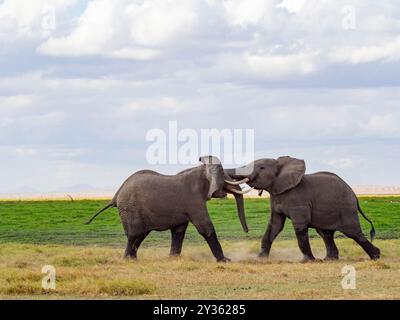 Zwei männliche afrikanische Elefanten (Loxodonta africana) kämpfen während einer Safari in der Savanne Stockfoto