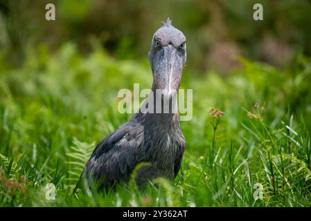 SHOEBILL - Balaeniceps rex , VU,R-VU - Uganda Stockfoto