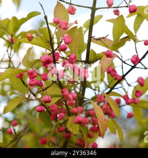 Flora of Spain - Rosa Frucht von Euonymus europaeus, europäische Spindel im September Stockfoto