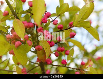 Flora of Spain - Rosa Frucht von Euonymus europaeus, europäische Spindel im September Stockfoto