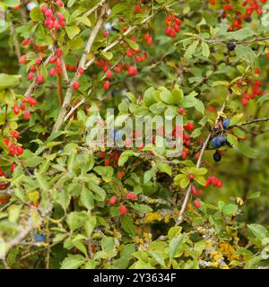 Flora von Spanien - Berberis vulgaris, gemeine Berberitze, mit Beeren im September Stockfoto