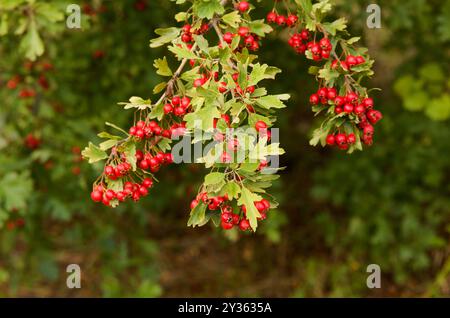 Flora of Spain - Weißdornstrauch mit roten Beeren im September Stockfoto