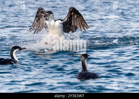 Nahaufnahme eines antarktischen Shag-Leucocarbo bransfieldensis-Landung auf dem Meer nahe Mikkelsen Harbour, Trinity Island, auf der Antarktischen Halbinsel Stockfoto