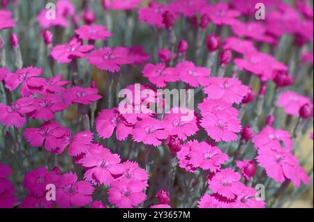 Leuchtend violett rosa Sommerblumen Dianthus „Whatfield Magenta“ wächst im Mai in Großbritannien Stockfoto