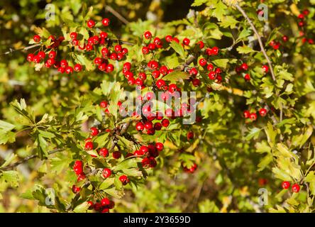 Flora of Spain - Weißdornstrauch mit roten Beeren im September Stockfoto