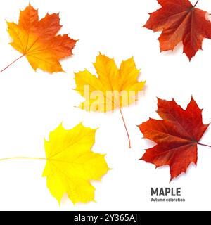Herbstahornblätter isoliert auf weißem Hintergrund, verschiedene Farben. Stockfoto