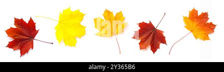 Herbstahornblätter isoliert auf weißem Hintergrund, verschiedene Farben. Stockfoto