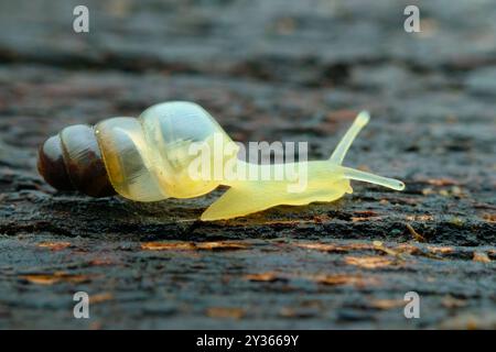 Miniatur-Awlsnail auf dem verfaulten Holz Stockfoto