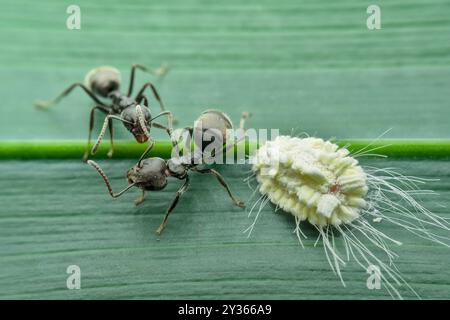 Schwarze Gartenameisen und Mehlkäfer machen Symbiose Mutualismus auf dem Blatt Stockfoto