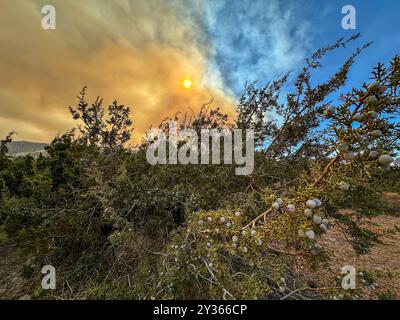 Phelan, Kalifornien, USA. September 2024. Eine Rauchwolke, die durch das Bridge-Feuer erzeugt wird, erfüllt den Himmel hinter Wacholderbeeren im Angeles National Forest, von der Wüste direkt am Pear Blossom Highway, zwischen Llano und Phelan, Kalifornien. (Kreditbild: © Amy Katz/ZUMA Press Wire) NUR REDAKTIONELLE VERWENDUNG! Nicht für kommerzielle ZWECKE! Stockfoto