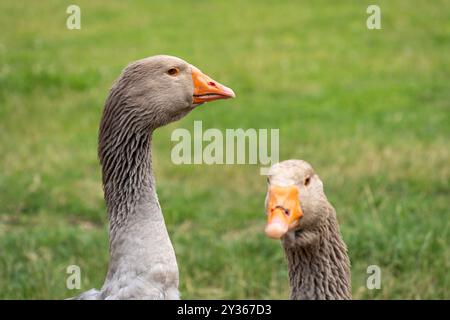 Köpfe zweier Graugänse (Anser anser) mit grünem Feld im Hintergrund Stockfoto