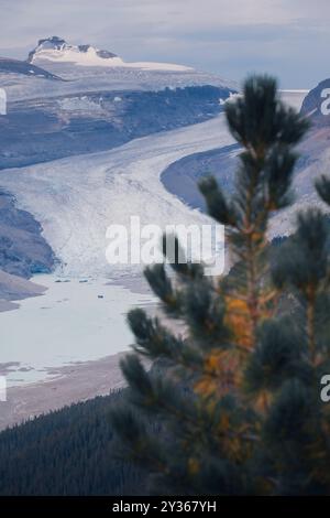 Saskatchewan-Gletscher und der herrliche Mount Athabasca von der Spitze des Parker Ridge, Banff National Park Stockfoto