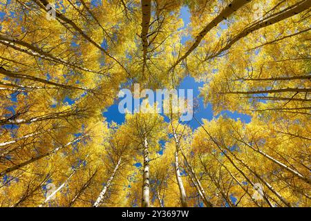 Blick auf den blauen Himmel und die herbstlichen Aspen-Bäume in Colorado Stockfoto