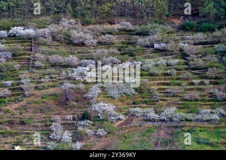 Blick auf das Feld der Kirschblüte im Jerte-Tal, Caceres, Extremadura, Spanien Stockfoto