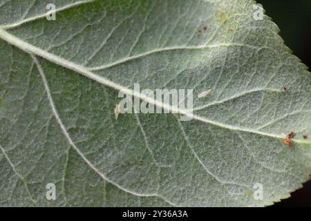 Larven, Nymphen von Blatttüpfern, Cicadellidae auf der Unterseite von Apfelbaumblättern im Garten. Ein Schädling, der pflanzensaft saugt und Pflanzenkrankheit überträgt Stockfoto