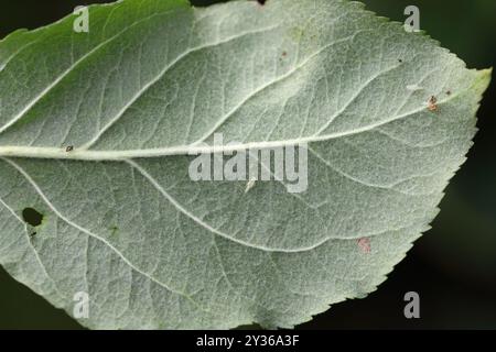 Larven, Nymphen von Blatttüpfern, Cicadellidae auf der Unterseite von Apfelbaumblättern im Garten. Ein Schädling, der pflanzensaft saugt und Pflanzenkrankheit überträgt Stockfoto